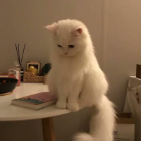 惊艳你的高质量句子