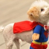 有没有丧却又充满道理的句子？