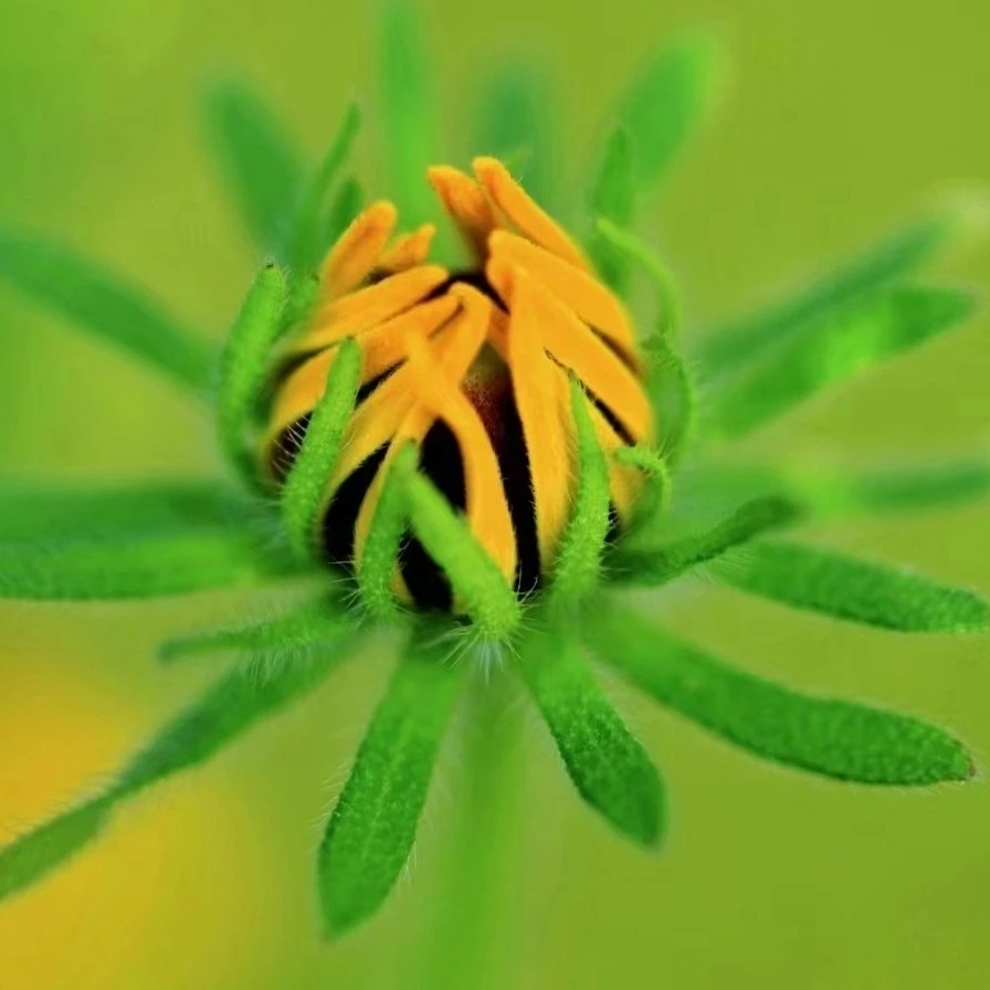 林-曼纽尔•米兰达