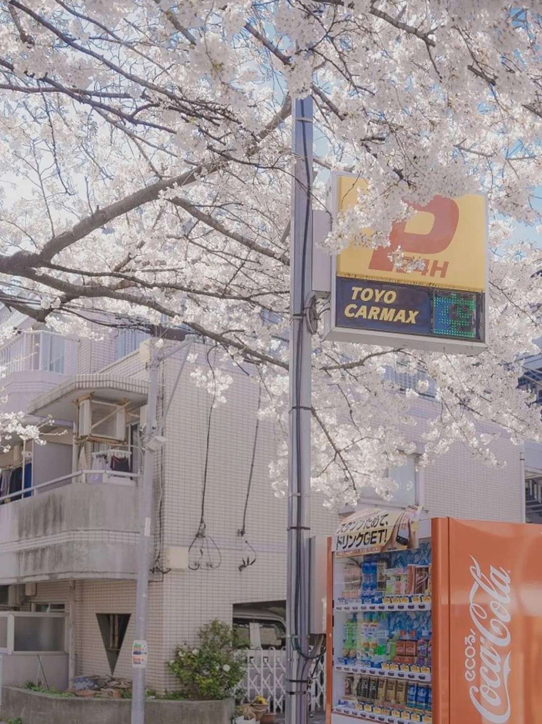 White的分享文案