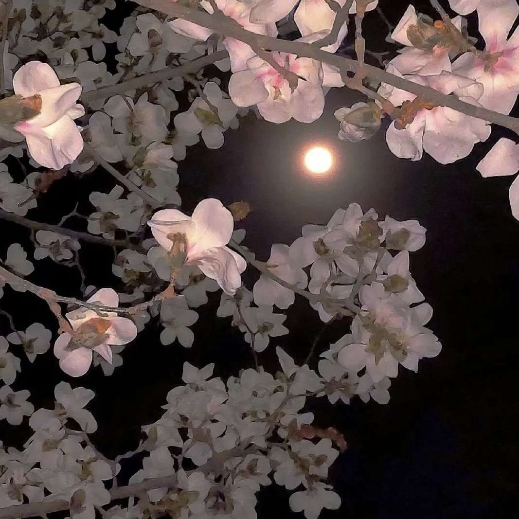 画舸寻花