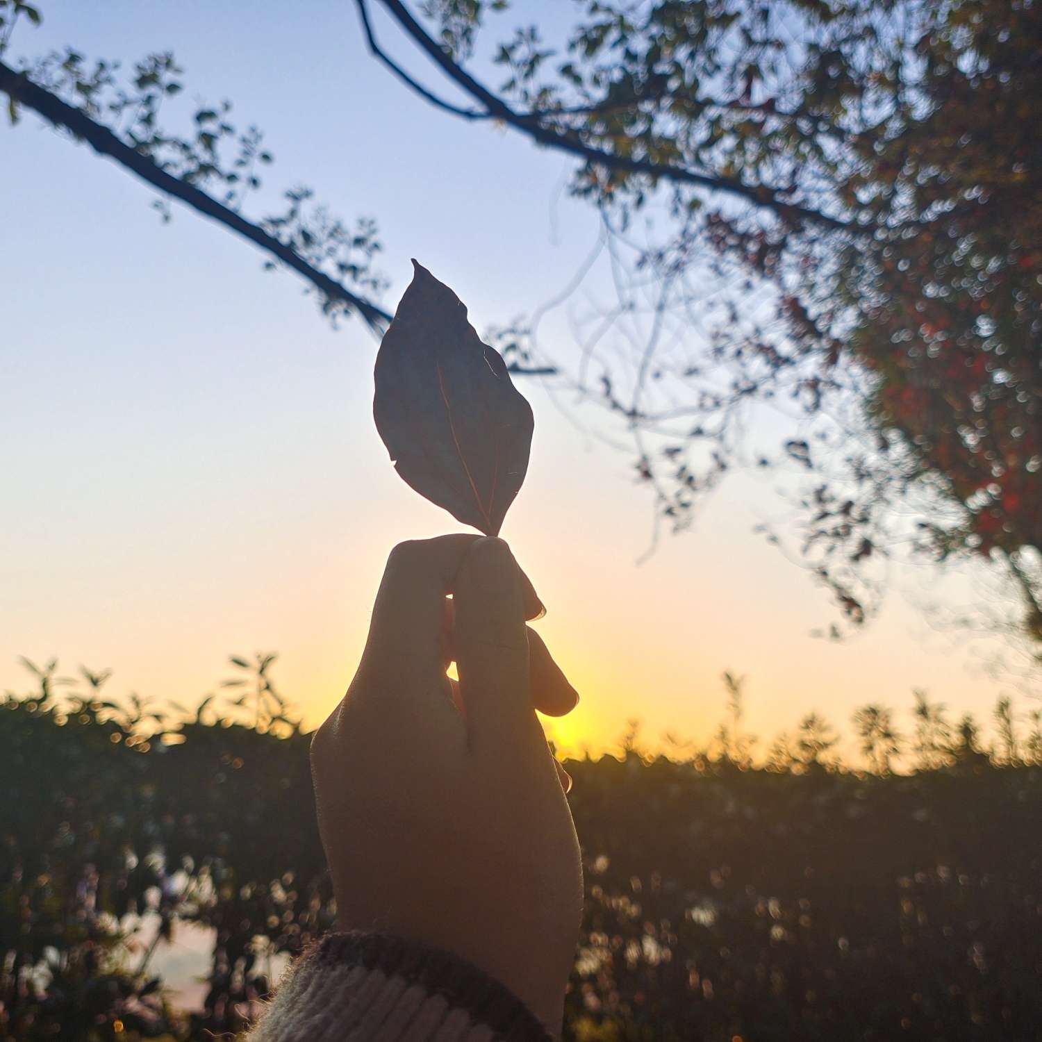 爱吃香橙鸡柳的杰瑞