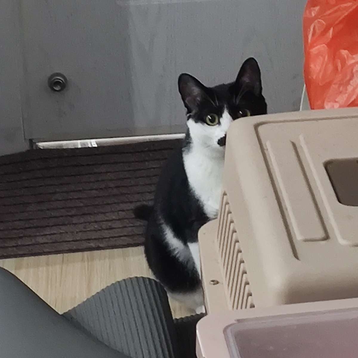 随便的昵称和日常