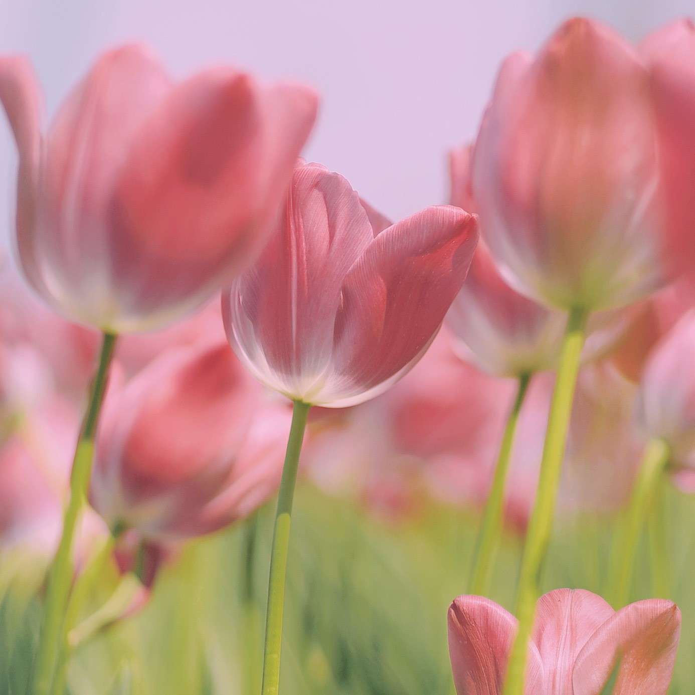 尘封的回忆、婷