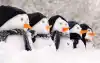 雪华