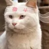 一只猫
