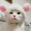 温戈戈