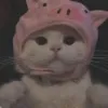 面