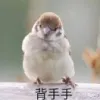 曦