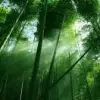 渊源流长