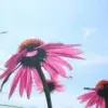 生如夏花
