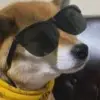 饺子