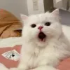 草莓:.