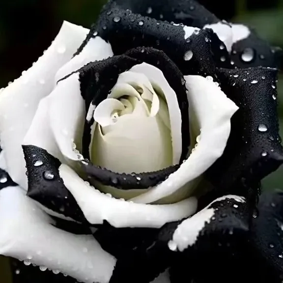 情