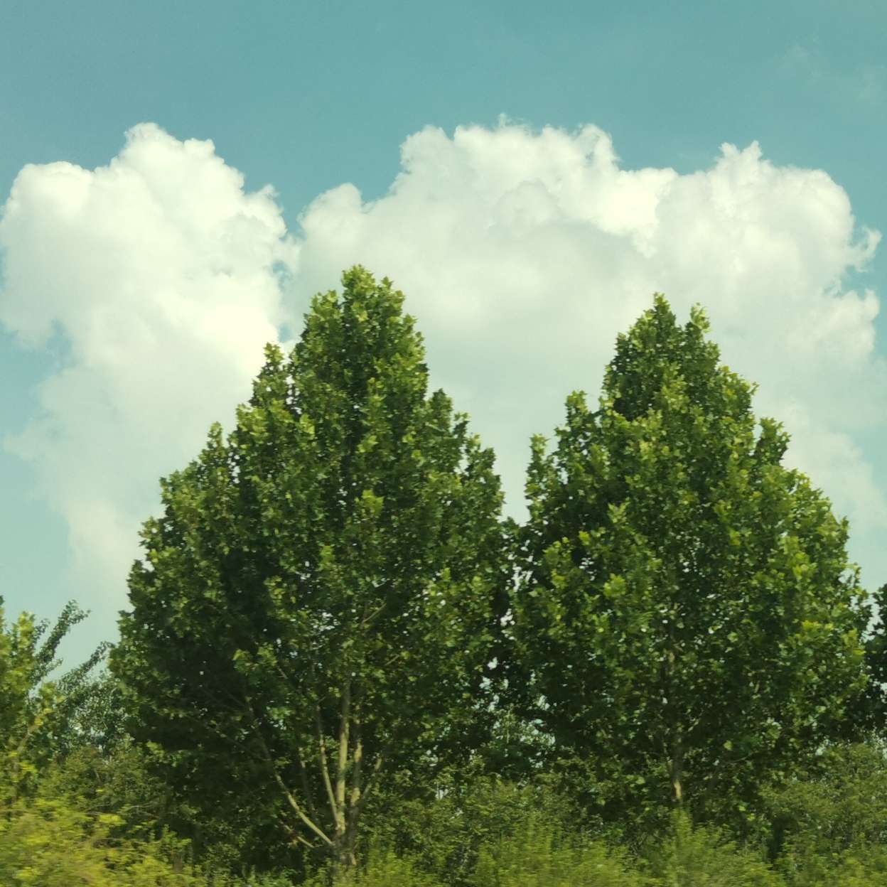 努力女孩的专辑