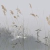 惊鸿