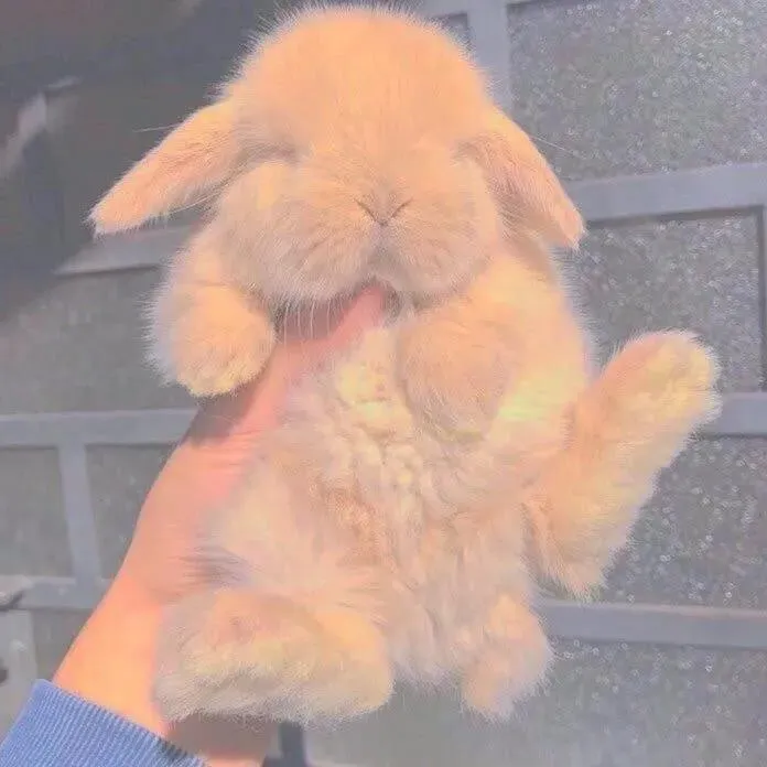 小说