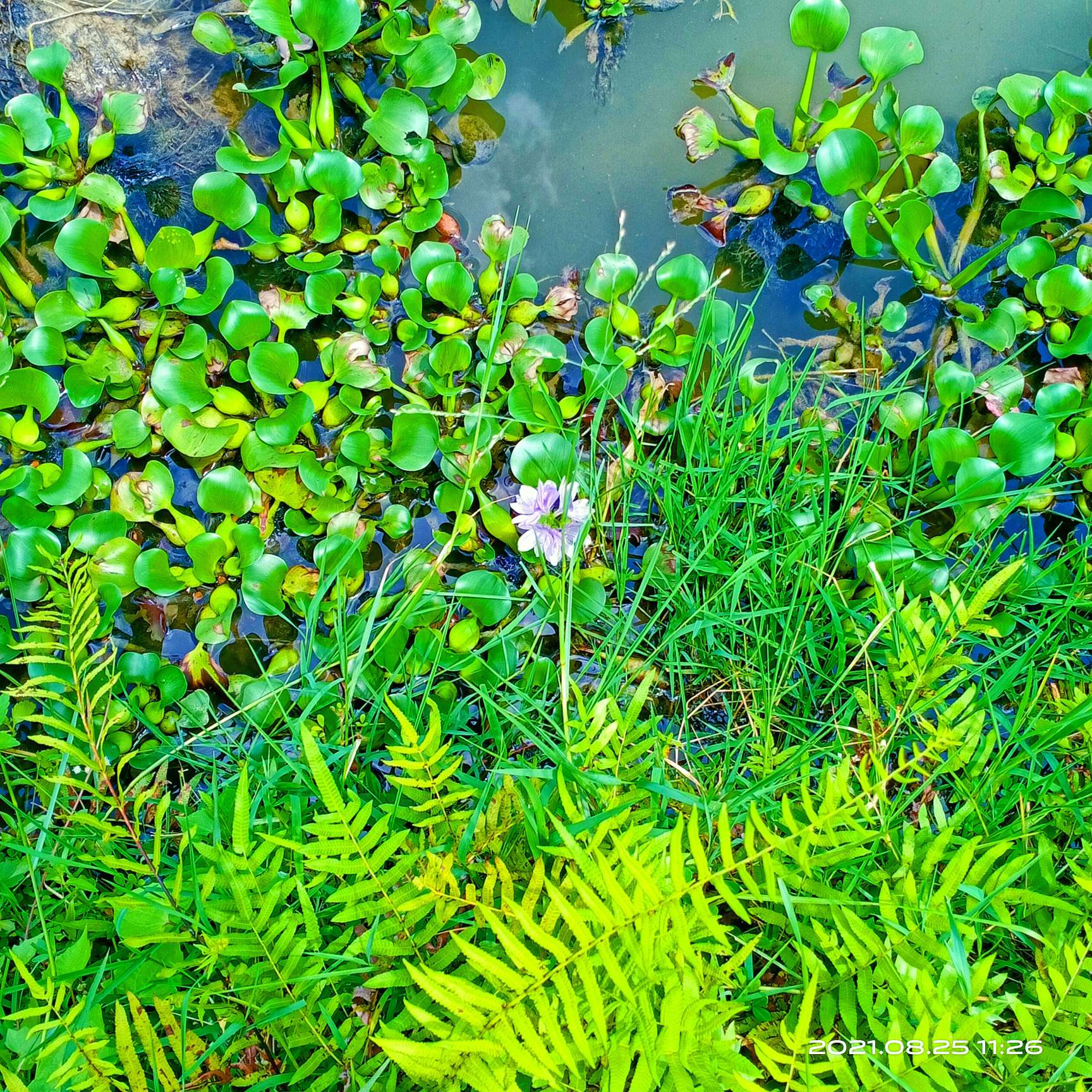 细腻的景物描写