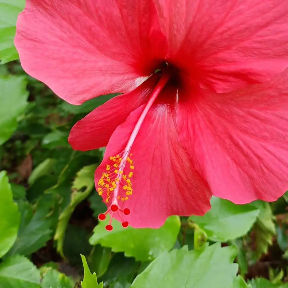 鲜花吐蕊
