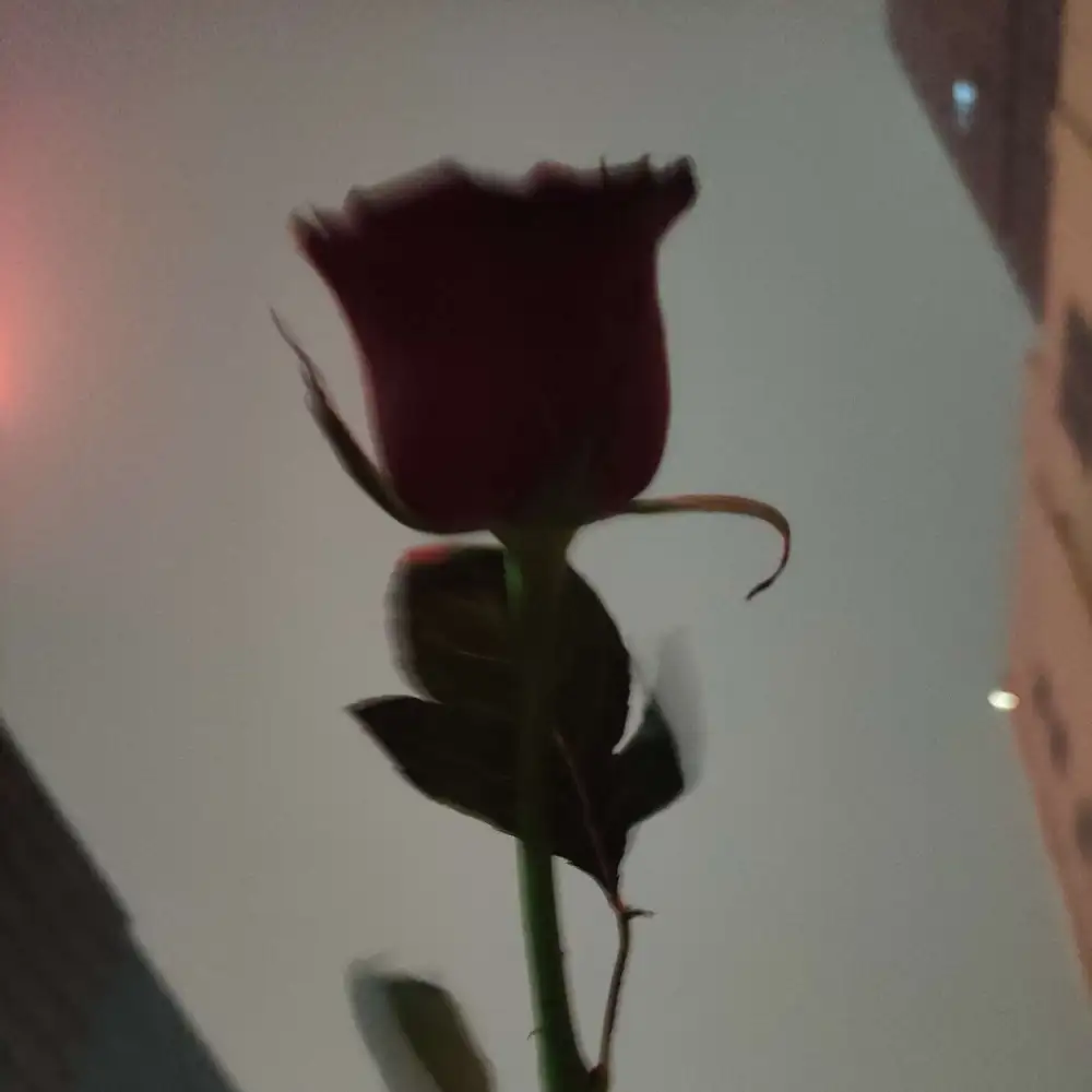 和窗有关的文案