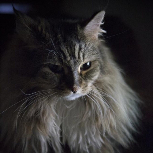 《江辞比较闲》