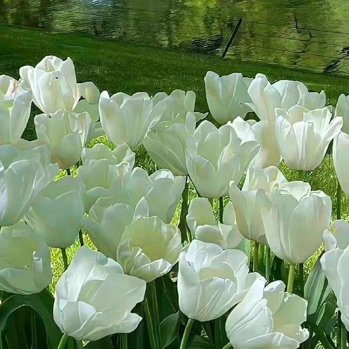 且听风吟，静待花开