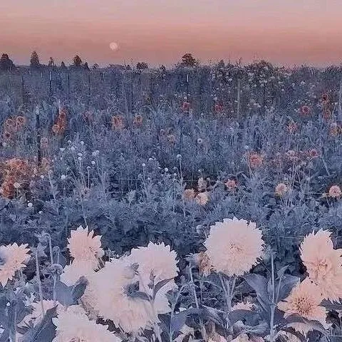 中文