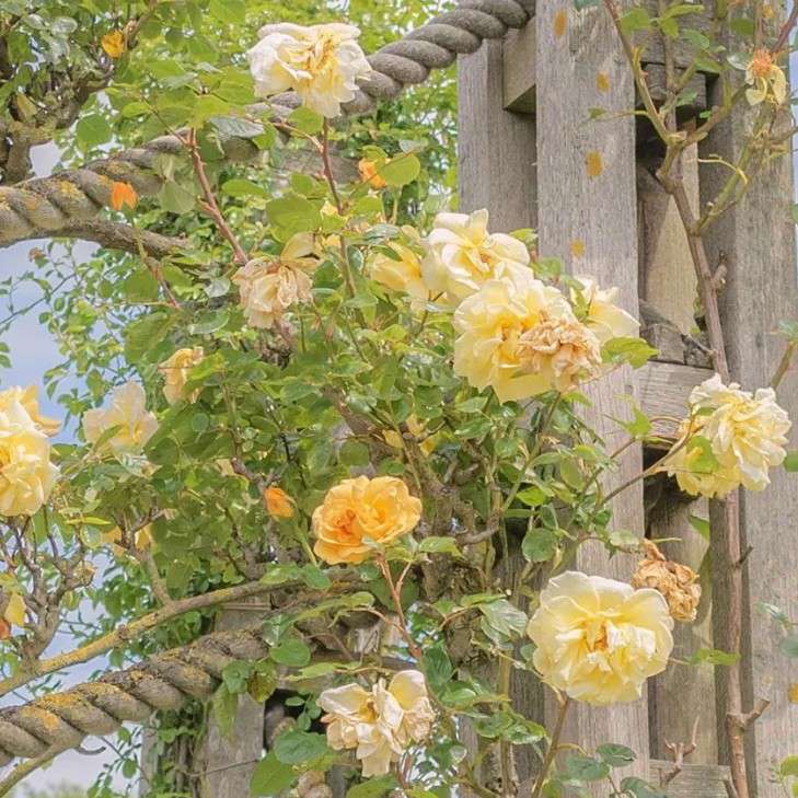 ꪟꪳꪱꪀꪀꫀᝰ🌙的专辑