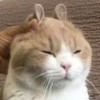 存句