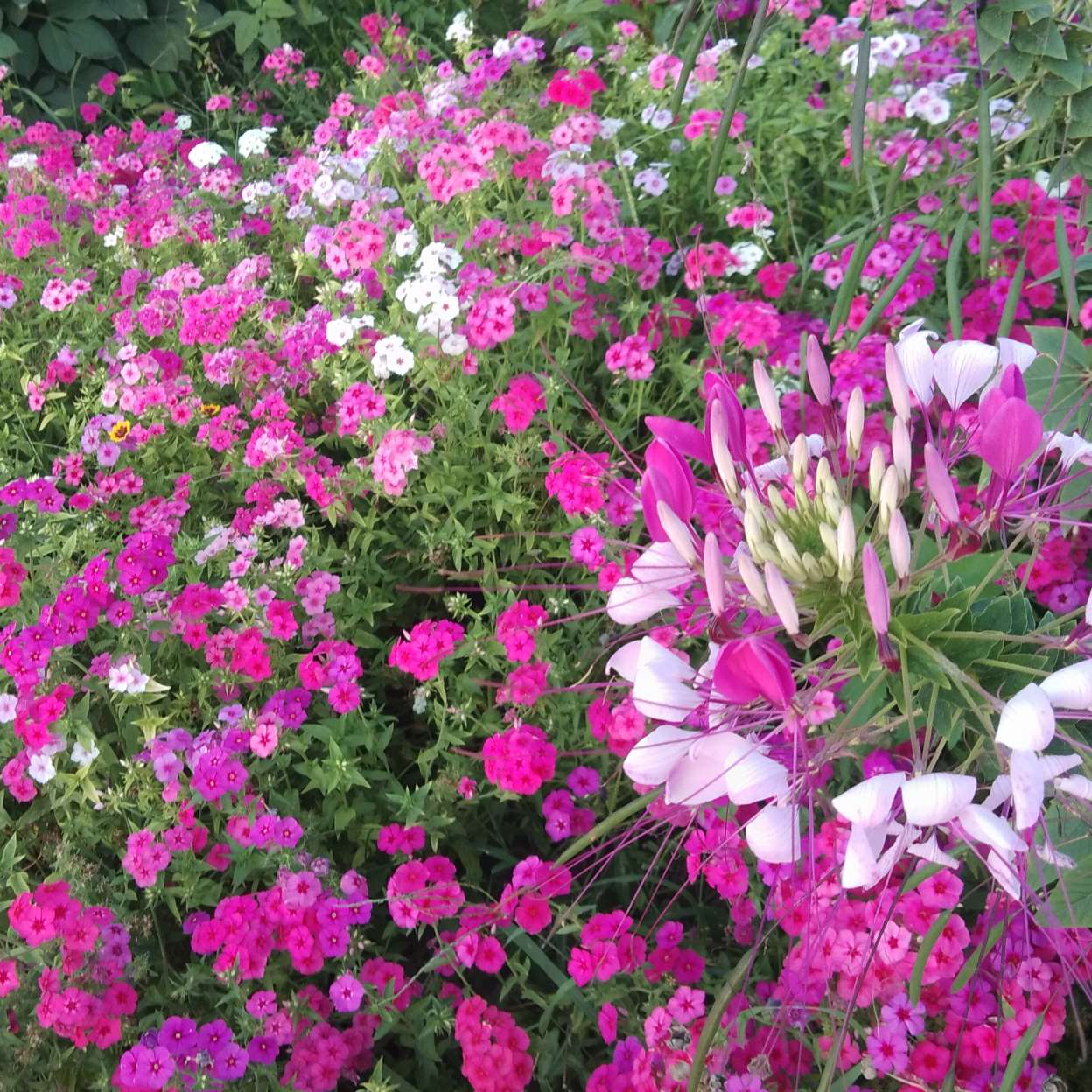 @每天都超可爱的的专辑