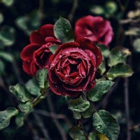 分享一句你最喜欢的日本作家的句子吧