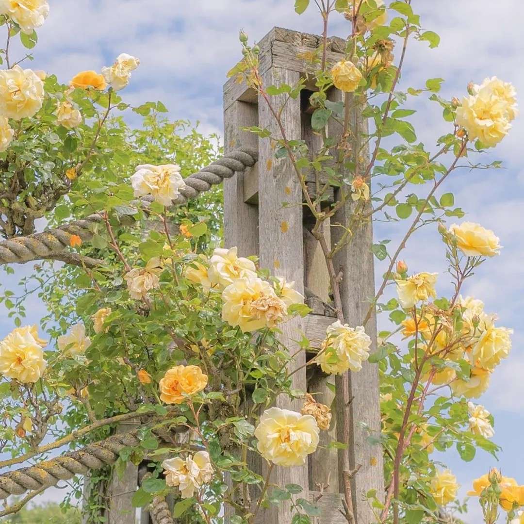 《穿堂惊掠琵琶声》