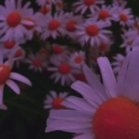 关于花的浪漫句子