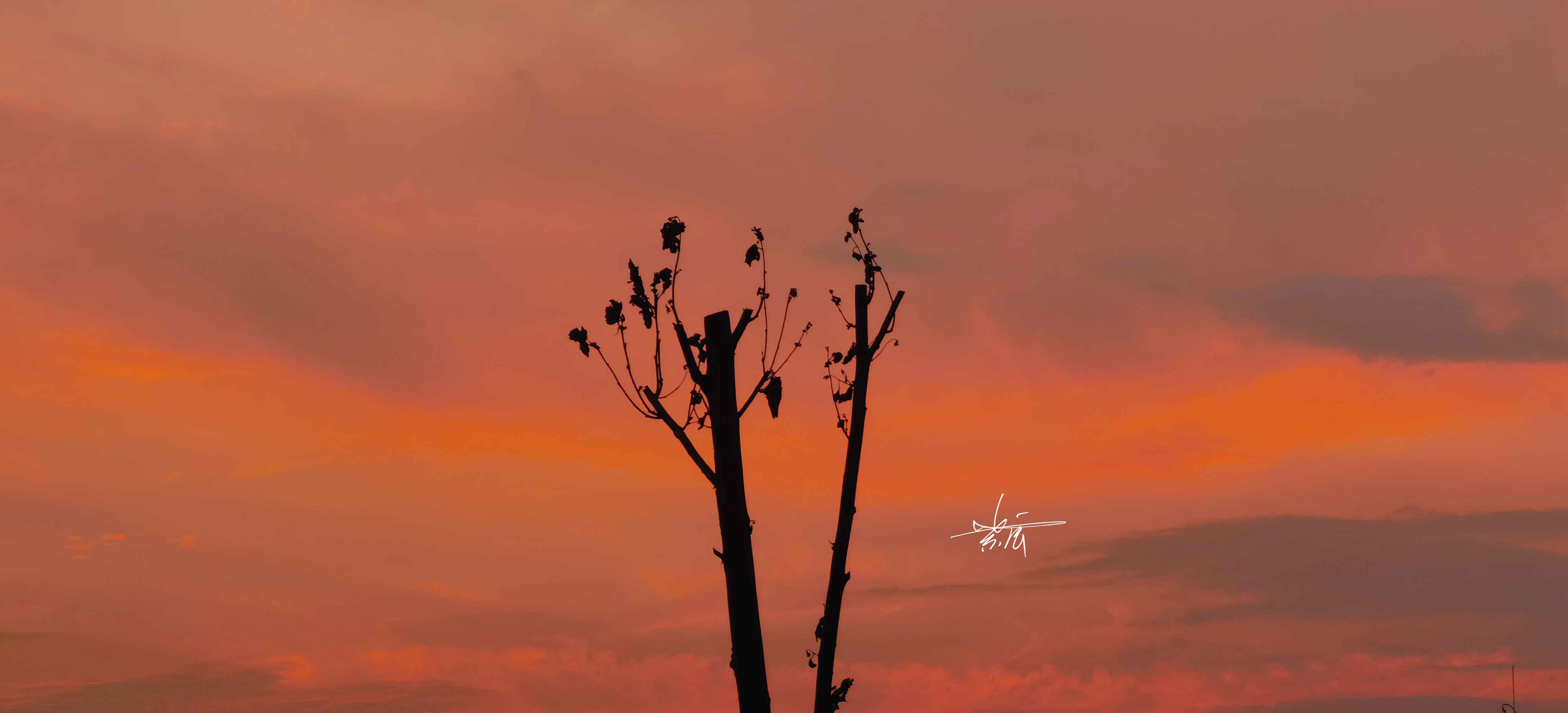 没有海的橘子海