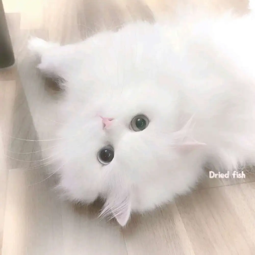 linmoの文案