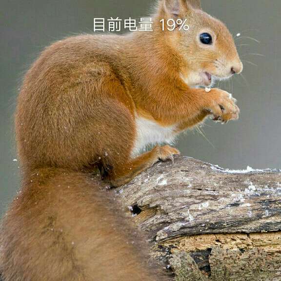 茶