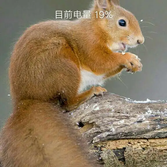 茶