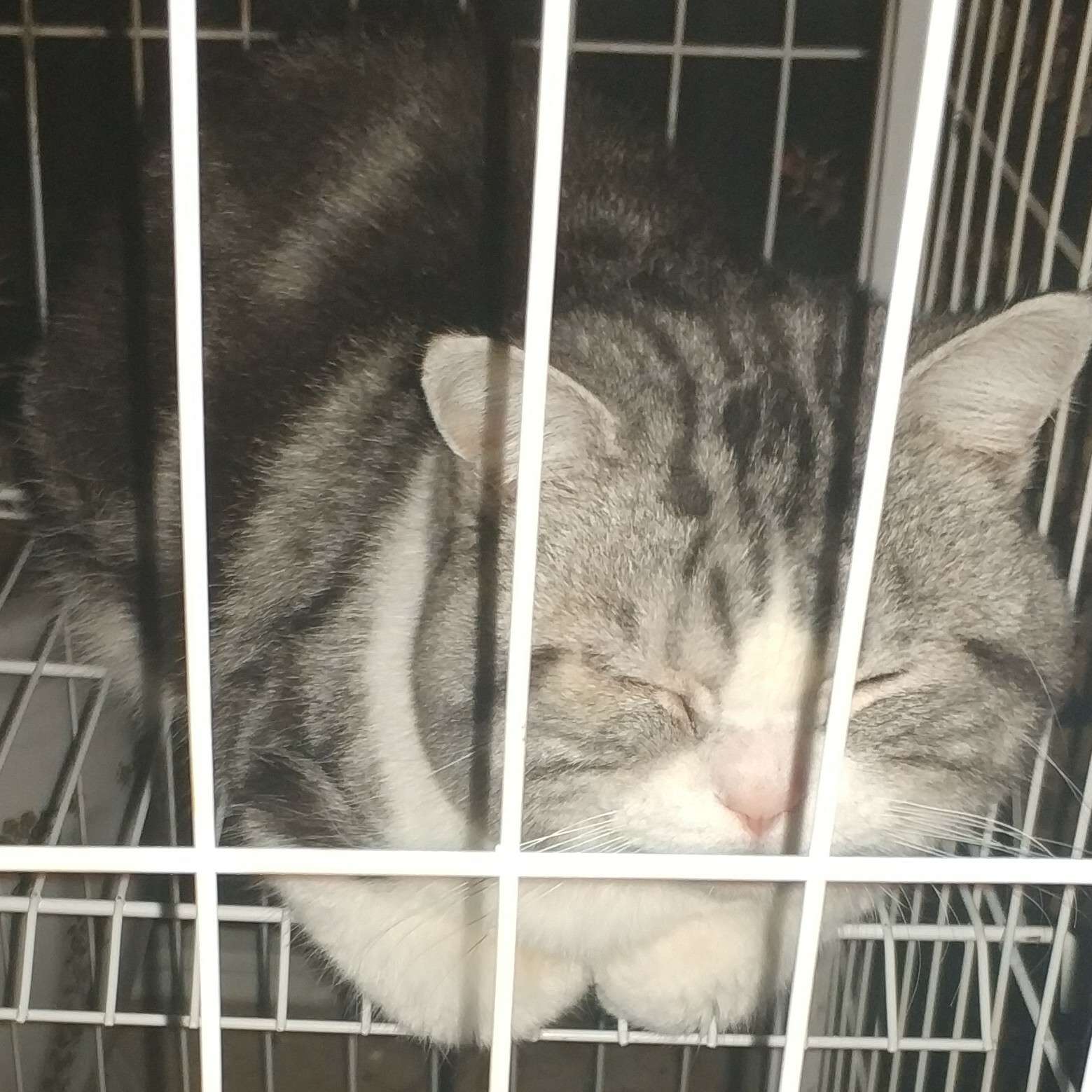 张斯文👓的专辑