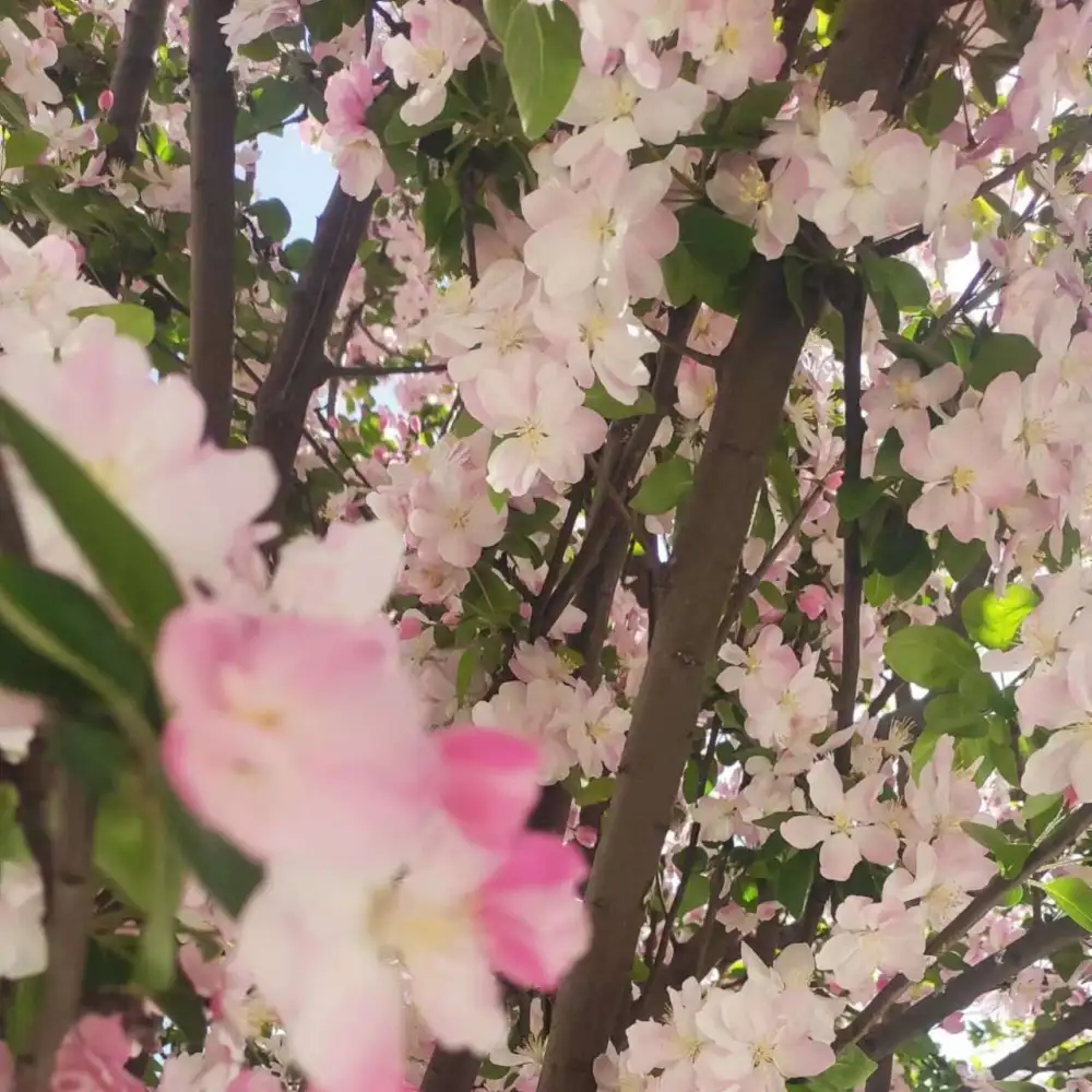 故年清梦