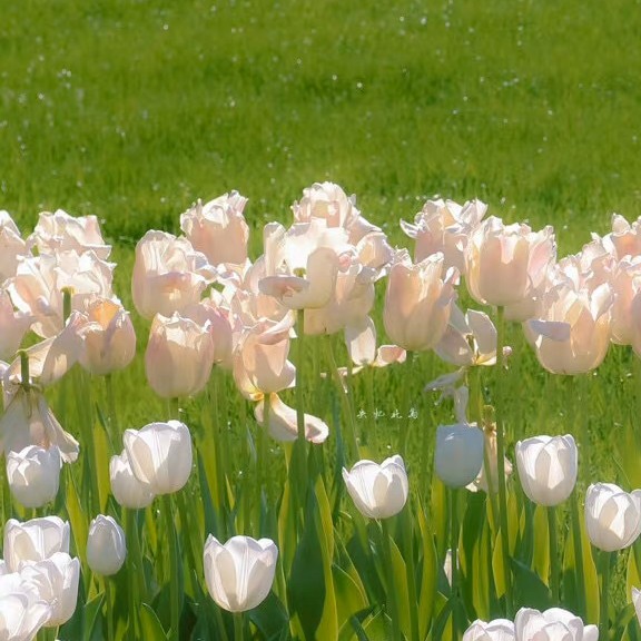 东婳尘锦💫的专辑