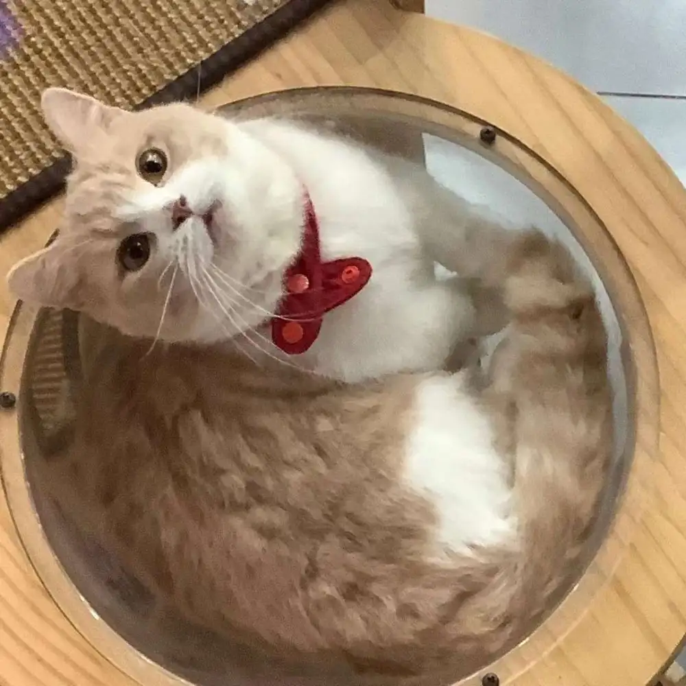 喵