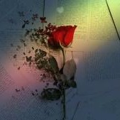 只身寻觅惊鸿影