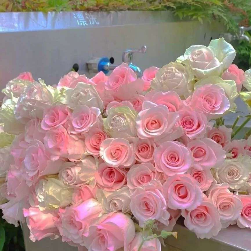 玫瑰的花期到了