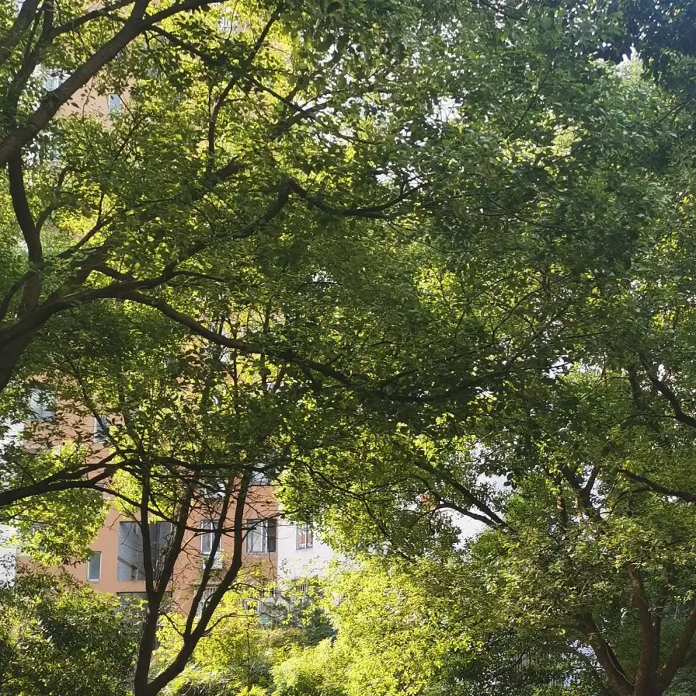 竹均日记的专辑