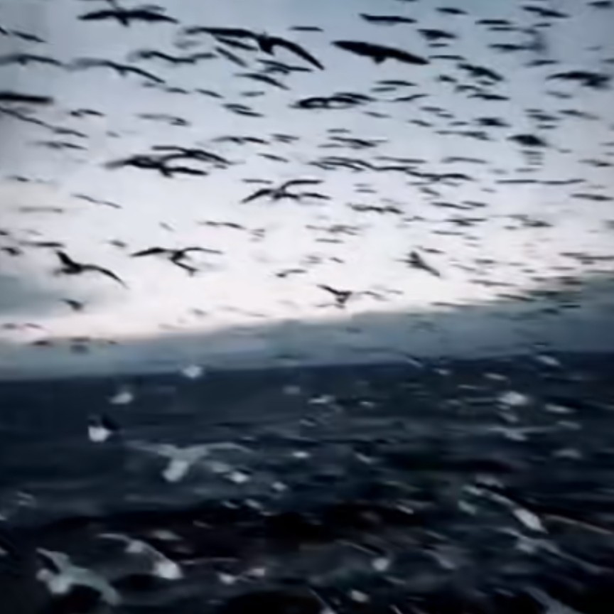 男主的病弱白月光他命不久矣