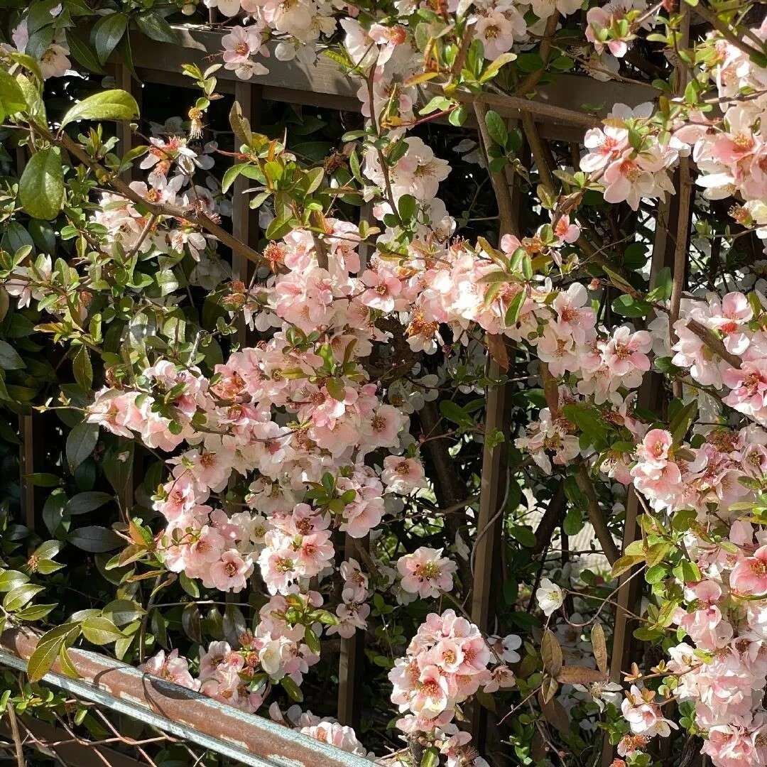 关于爱国的句子