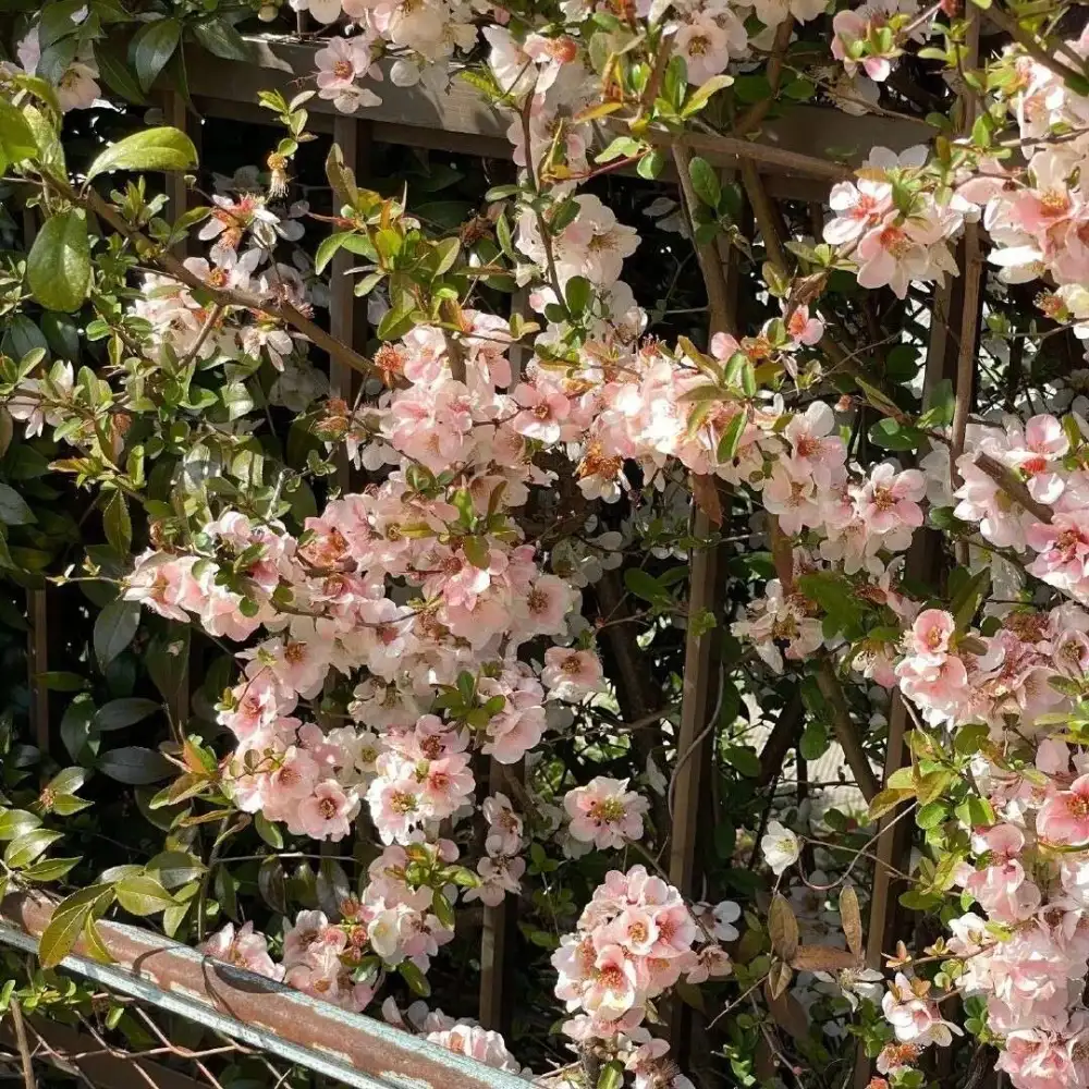 关于爱国的句子