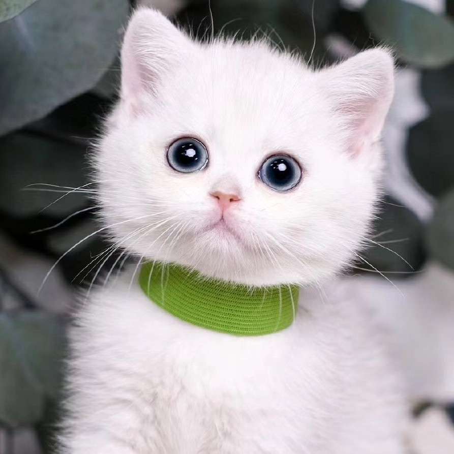 爱生活的小莫莫