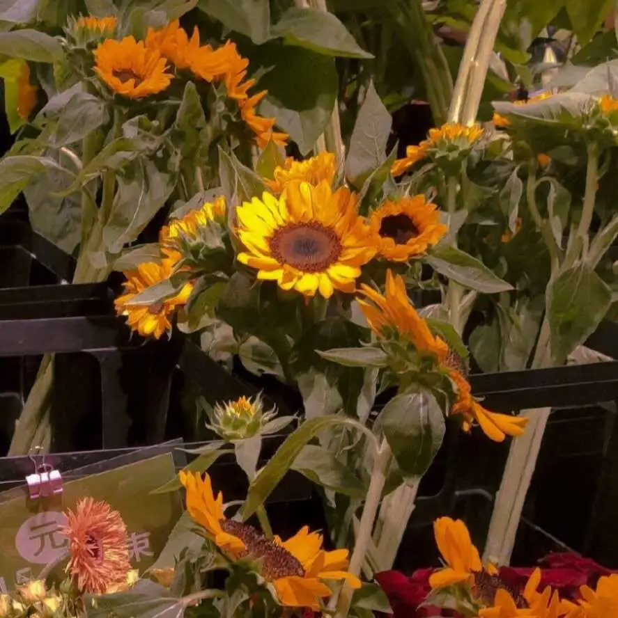 阿黎ᵕ̈ ᑋᵉᑊᑊᵒ🎡的专辑