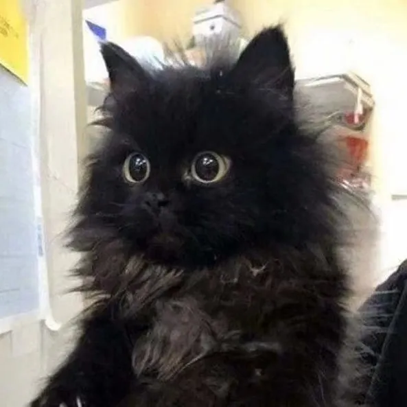 猫丞y的专辑